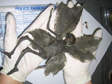 ���˽ڿ��������ʮ��ȥ�����ȸ����(��ͼ)